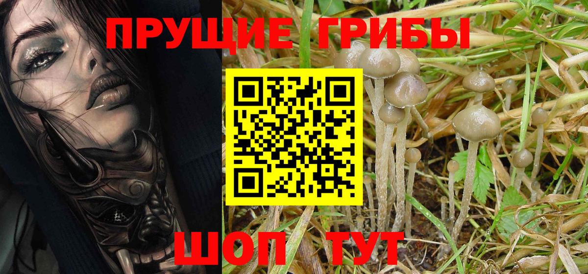 Галлюциногенные грибы Psilocybe  как найти закладки  Черняховск 